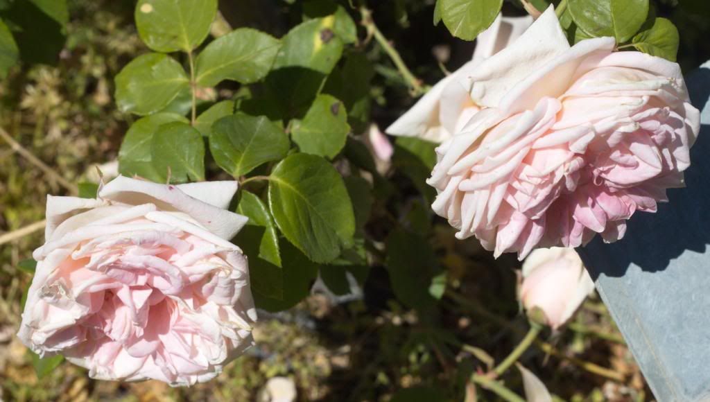 Gloire de Dijon photo GloiredeDijon_zpse98e6dd2.jpg